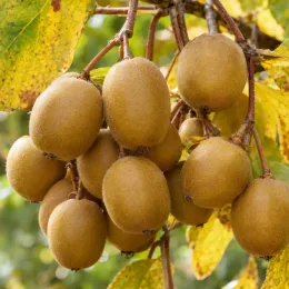 Kiwi (Actinidia) — grappe de fruits bruns duveteux sur branche · Photo d'illustration