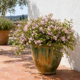 Deutzie 'Prettistars pink carpet' (Deutzia) — arbuste fleuri aux petites fleurs roses en pot