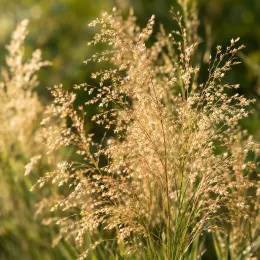 Muhlenbergie (Muehlenbergia lindheimeri) — grandes graminées lumineuses aux panicules légères