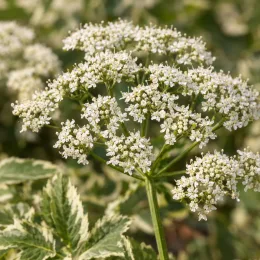 Herbe aux goutteux panachée 'Variegata' (Aegopodium podagraria) — ombelle de petites fleurs blanches sur feuillage panaché · Photo d'illustration