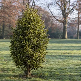 Houx hérisson 'Ferox aurea' (Ilex aquifolium) — arbuste isolé au feuillage dense dans une pelouse · Photo d'illustration