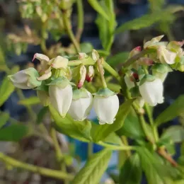 Myrtillier 'Hardy blue' (Vaccinium corymbosum) — grappes de petites fleurs blanches pendantes