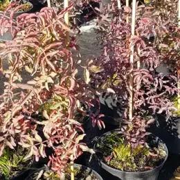 Pistachier de l'atlas (Pistacia atlantica) — jeunes arbustes aux feuilles étroites rouge violacé · Pot 3L
