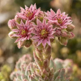 Joubarbe sugar shimmer 'Chick charms sugar shimmer' (Sempervivum) — fleurs étoilées roses en gros plan · Photo d'illustration