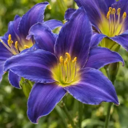 Hémérocalle 'Bleu violette' (Hemerocallis) — grandes fleurs violettes à cœur jaune, gros plan