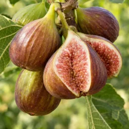 Figuier 'Bomholm's diamant' (Ficus carica) — gros plan de figues mûres sur l arbre · Photo d'illustration
