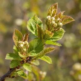 Amélanchier à feuille d'aulne 'Sleyt' (Amelanchier alnifolia) — Photo d'illustration, photo 4
