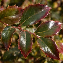Mahonia brillant 'Cabaret' (Mahonia nitens) — gros plan sur feuilles vernies aux bords rouges · Photo d'illustration