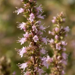 Menthe rouge 'Var raripila var. raripila' (Mentha rubra) — épis floraux dressés aux petites fleurs roses · Photo d'illustration