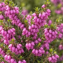 Bruyère 'George rendall rose pourpre' (Erica darleyensis) — grappes de petites clochettes roses sur feuillage vert · Photo d'illustration