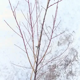 Pêcher franc 'Missour' (Prunus persica) — jeune arbuste aux tiges fines sans feuilles · Pot 8L Touffe