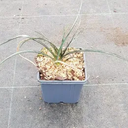 Yucca arbre à savon (Yucca elata) — jeune plant aux longues feuilles fines en pot · Godet
