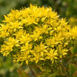 Orpin russe 'Floriferum weihenstephaner gold' (Sedum kamtschaticum) — gros plan sur inflorescence de petites fleurs jaunes