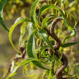 Saule tortueux chocolat 'Tortuosa chocolat' (Salix matsudana) — rameau tortueux avec feuilles vertes allongées · Photo d'illustration