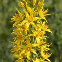 Bâton de jacob (Asphodeline lutea) — grappes serrées de fleurs jaunes étoilées · Photo d'illustration
