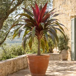 Cordyline 'Red heart' (Cordyline indivisa) — grand plant en pot sur terrasse ensoleillée