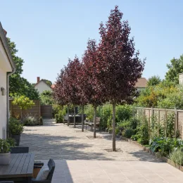 Érable plane 'Crimson sentry' (Acer platanoides) — arbres au feuillage pourpre bordant une terrasse pavée