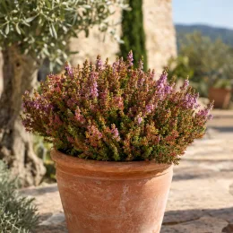 Bruyère commune 'Wickwar flame rose' (Calluna vulgaris) — buisson compact aux petites fleurs roses en pot
