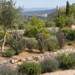 Leucadendron de galpin 'Purple haze' (Leucadendron galpinii) — massif de jardin méditerranéen avec arbustes variés · Photo d'illustration