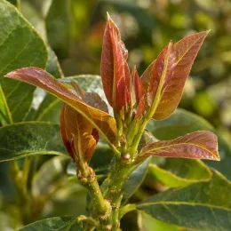 Avocatier race mexicaine 'Zutano' (Persea americana) — jeunes pousses aux feuilles rougeâtres brillantes · Photo d'illustration