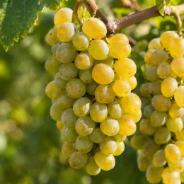 Vigne 'Sauvignon' (Vitis vinifera) — grappes de raisins clairs sur vigne · Photo d'illustration