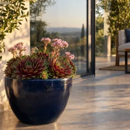 Joubarbe rouge foncée 'Giants emerald explosion' (Sempervivum) — succulente en grand pot bleu sur terrasse