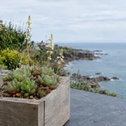 Succulente (Haworthia cymbiformis) — succulente en bac bois devant paysage côtier · Photo d'illustration