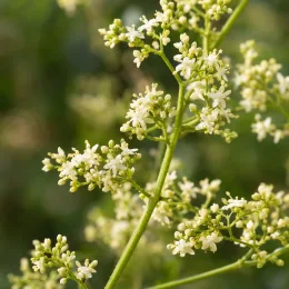 Herbe de l'immortalité (Gynostemma pentaphyllum) — grappes de petites fleurs blanches étoilées, gros plan · Photo d'illustration