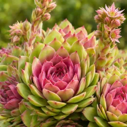Joubarbe à rosette rose 'Pink pomelo' (Sempervivum) — rosette charnue bicolore avec hampes florales · Photo d'illustration
