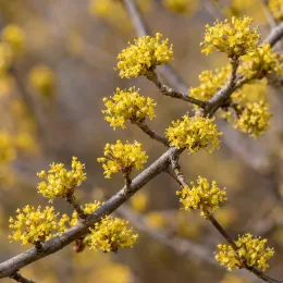Cornouiller mâle à gros fruits 'Kazanlak' (Cornus mas) — rameaux couverts de petites fleurs jaunes en bouquets · Photo d'illustration
