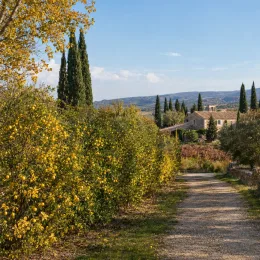 Poncirus kryder 'Kryder' (Poncirus trifoliata) — allée bordée d'arbustes aux fruits jaunes et cyprès · Photo d'illustration