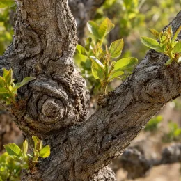 Pistachier vrai (Pistacia vera) — tronc noueux avec jeunes pousses feuillues vertes · Photo d'illustration