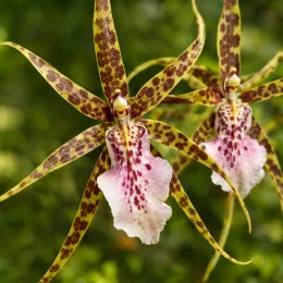Orchidée 'Sweet senorita' (Miltassia estrelita) — gros plan sur deux fleurs étoilées tachetées · Photo d'illustration