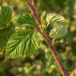 Mûre framboise 'Loganberry' (Rubus fruticosus) — jeunes feuilles dentées sur tige épineuse · Photo d'illustration