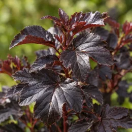 Physocarpe à feuilles d'obier 'Diabolo' (Physocarpus opulifolius) — gros plan sur feuillage dense pourpre foncé · Photo d'illustration