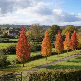 Copalme d'amérique 'Moraine' (Liquidambar styraciflua) — alignement d’arbres colorés le long d’une allée · Photo d'illustration