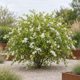 Exochordes 'The bride' (Exochorda macrantha) — arbuste arrondi couvert de petites fleurs blanches · Photo d'illustration
