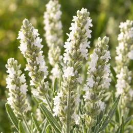 Lavande 'Edelweiss' (Lavandula angustifolia) — épis floraux blancs dressés, gros plan · Photo d'illustration