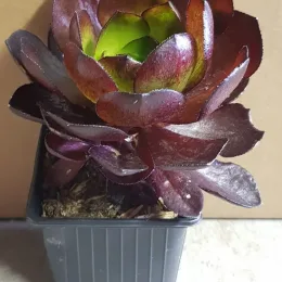 Succulente 'Surreal vortex' (Semponium) — succulente aux feuilles épaisses bicolores en pot · Godet