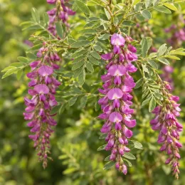 Indigotier rose 'Gerardiana' (Indigofera heterantha) — grappes pendantes de petites fleurs roses · Photo d'illustration