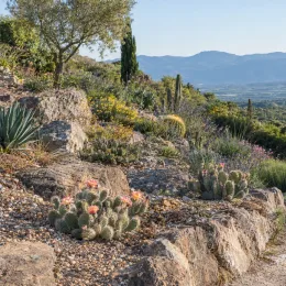 Figuier de barbarie 'Mug 119' (Opuntia hystricina) — cactées fleuries sur talus rocailleux en paysage