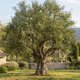 Olivier d'europe 'Verdale de carpentras' (Olea europaea) — arbre au tronc noueux couvert de nombreux fruits