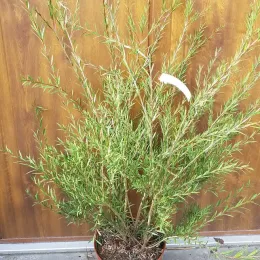 Rince bouteille 'Woodlander's hardy' (Callistemon rigidus) — arbuste élancé en pot devant paroi bois · Pot 8L Touffe