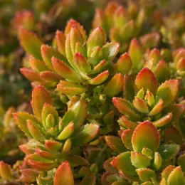Orpin jaune 'Floriferum 'bracieux' (Sedum kamtschaticum) — gros plan de feuillage succulent aux pointes rouges · Photo d'illustration