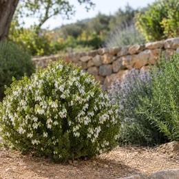 Bruyère 'Blanche' (Erica darleyensis) — arbuste arrondi fleuri devant muret en pierre · Photo d'illustration