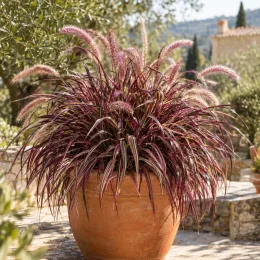 Herbe aux écouvillons pourpres 'Fireworks' (Pennisetum setaceum) — touffe de graminée pourpre en pot sur terrasse