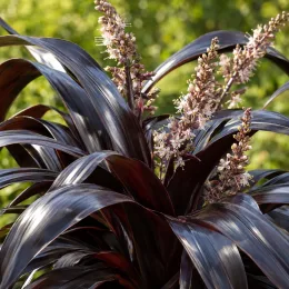 Cordyline 'Obtecta superstar' (Cordyline australis) — longues feuilles sombres avec épis de fleurs