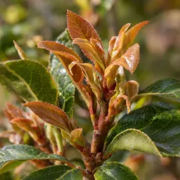 Aubépine indienne 'Springtime' (Rhaphiolepis indica) — jeunes pousses brun orangé parmi feuilles vertes