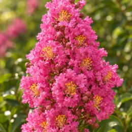 Lilas des indes 'Rose' (Lagerstroemia indica) — grappe dense de fleurs rose vif en gros plan · Photo d'illustration