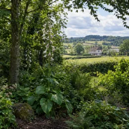 Lis géant de l'himalaya (Cardiocrinum giganteum) — grand plant fleuri sous arbres, jardin de campagne · Photo d'illustration